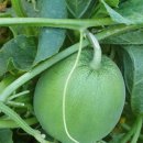 감자공인중개사사무소 이미지