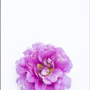 폴리안나 이미지