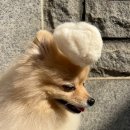 댕며들개 이미지