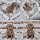 홀스 - 관악구 신림로59길 7 | 강아지 동결건조 사료 추천, 리프릿 치킨&홀스 후기 🐶