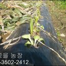 옛고을농장 이미지