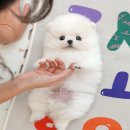 광주강아지분양 고양이분양 미유펫 본점 이미지