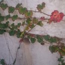 홍제천변길 이미지