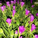 금지면 택촌마을 이미지