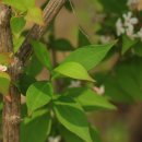 댕강 댕강 이미지