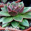 꿈의궁전 - 4136 | 꿈의궁전