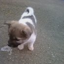 동네강아지 이미지