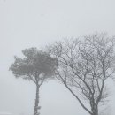 눈언덕 나무 이미지