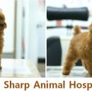 푸우동물병원 이미지