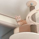 안단테펫 | 6개월 여아 고양이 중성화 후기 (마이펫플러스/안단테동물병원)