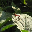 정안농장 이미지