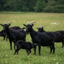 야산염소 이미지