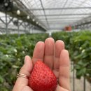 다산딸기수출 이미지