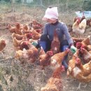 꼬꼬 한마리 이미지