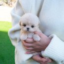 부산강아지분양 테디럽 명지본점 이미지