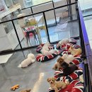 개털깍는 사랑이네 이미지