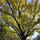 한국불교치악산관음사 | 원주에 가면 꼭 가봐야할 치악산 구룡사