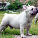 프렌치 불독 (French Bulldog) "리치"(서울우유 펫밀크 cf출연중입니다) 이미지