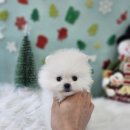 청주강아지분양 애견입양 애견미용 바른펫 이미지