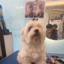 개르띠에 이미지