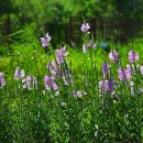 삶을 향기나게 하는 이유~아침의하루/오영록 이미지