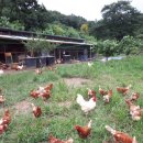 라파마을 이미지