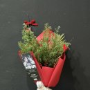 경일물산 | 크리스마스 꽃다발 꽃꽂이 양재 꽃집 누아르플라워