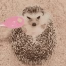 쌍용축산 이미지