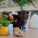 분당고양이분양 나비캣 이미지