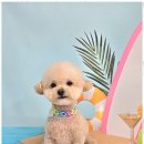 메리몰펫샵 이미지