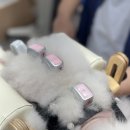 위런한방재활동물병원 이미지