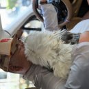 펫사랑 콜 이미지