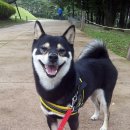 상순이네 하우스 이미지