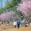 청명 - 보령시 중앙로 210 | 청명