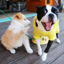 으르렁대 이미지