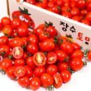 토마토2 이미지