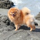 Pom생Pom사 이미지