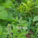 바질 파종해보실분 12발송 이미지