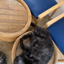 강아지랑고양이 이미지