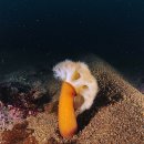 주문진스쿠버