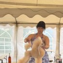 크러쉬 푸들 이미지