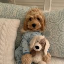 하나 동물병원 이미지