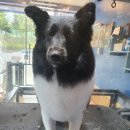 멍스바스 이미지