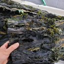 18일-횟감삼치, 활왕새우, 활숫大꽃게, 숫치민어, 암치민어, 홍어회, 홍어살, 냉동오징어, 명태포, 조기포, 햇고춧가루, 청양고춧가루 이미지