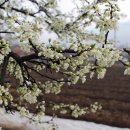 상암초교버스정류장 이미지