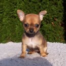 까망댕댕 이미지