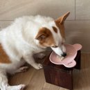 시골개 새참 이미지