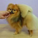 정다운애견미용 이미지