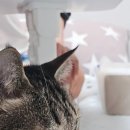 먹어볼래 이미지