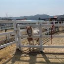 지평선승마조련센터 | 대구 근교 아이랑 가볼만한 곳 │ 영천 운주산 말문화 체험관 5천원 승마체험 후기
